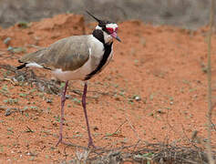 Black-headed Lapwing