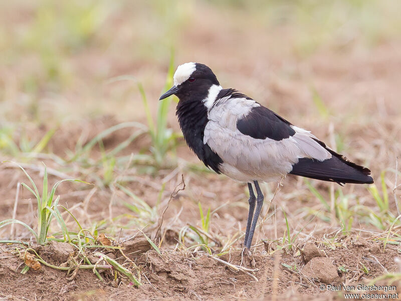 Blacksmith Lapwing