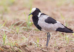 Blacksmith Lapwing