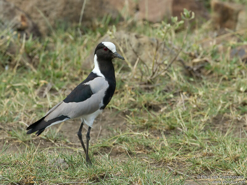 Blacksmith Lapwing