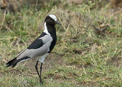 Blacksmith Lapwing