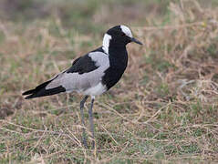 Blacksmith Lapwing