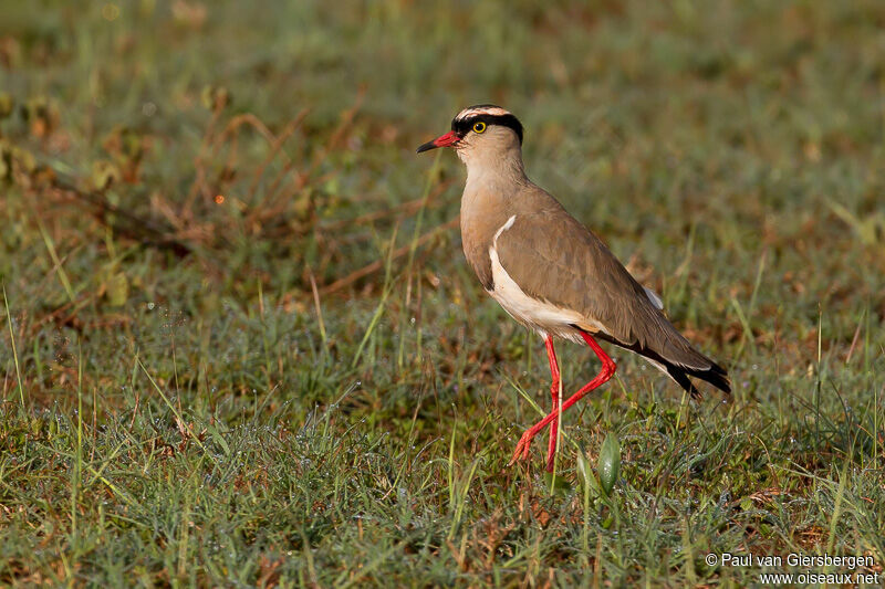 Crowned Lapwing