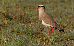 Crowned Lapwing