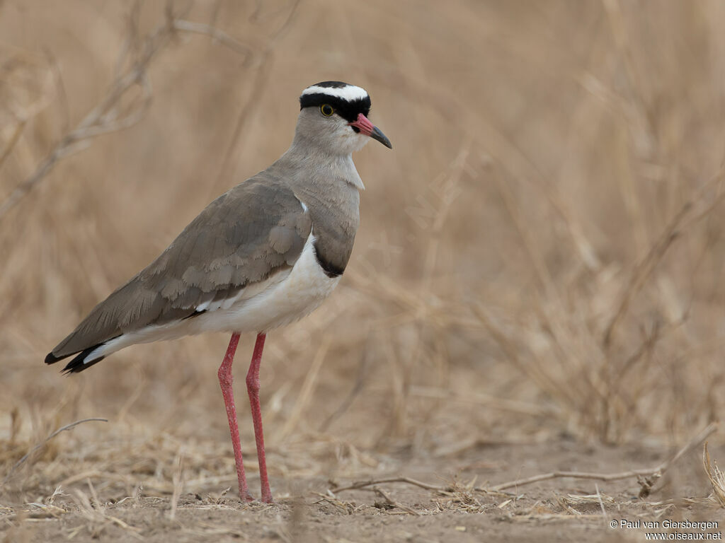 Crowned Lapwingadult