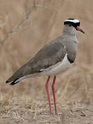 Crowned Lapwing