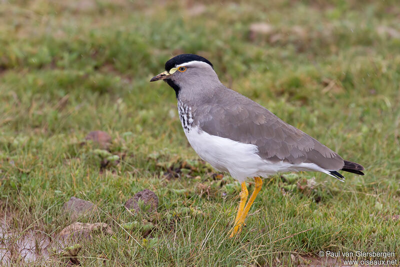 Vanneau d'Abyssinie