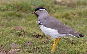 Spot-breasted Lapwing