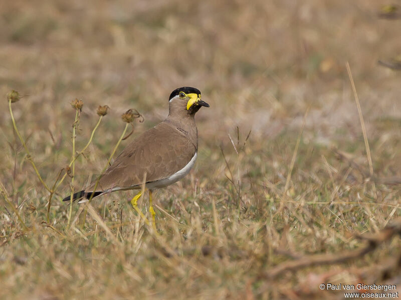 Yellow-wattled Lapwing