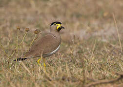 Yellow-wattled Lapwing