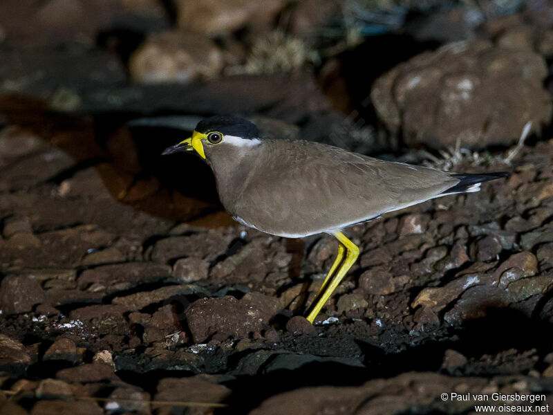 Yellow-wattled Lapwing