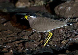 Yellow-wattled Lapwing