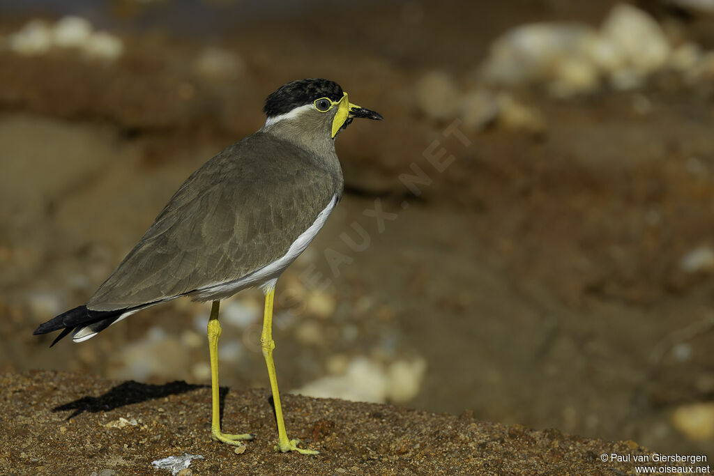 Yellow-wattled Lapwingadult