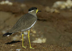 Yellow-wattled Lapwing