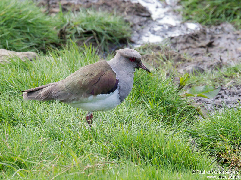 Andean Lapwing