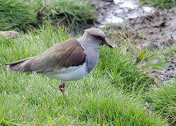 Andean Lapwing