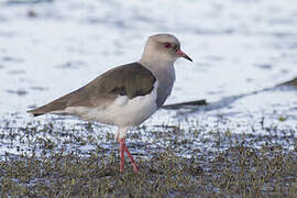 Andean Lapwing