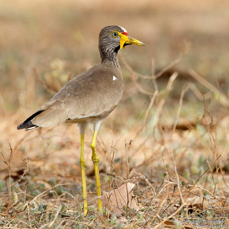 African Wattled Lapwingadult
