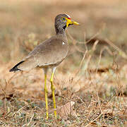 African Wattled Lapwing