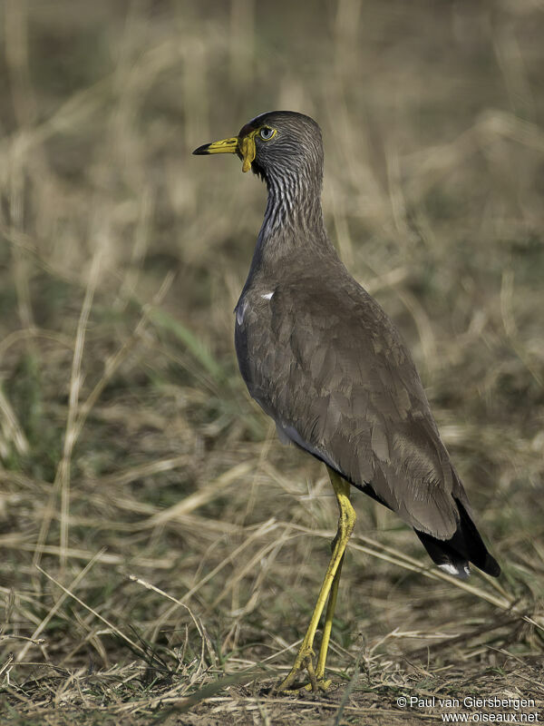 African Wattled Lapwingadult