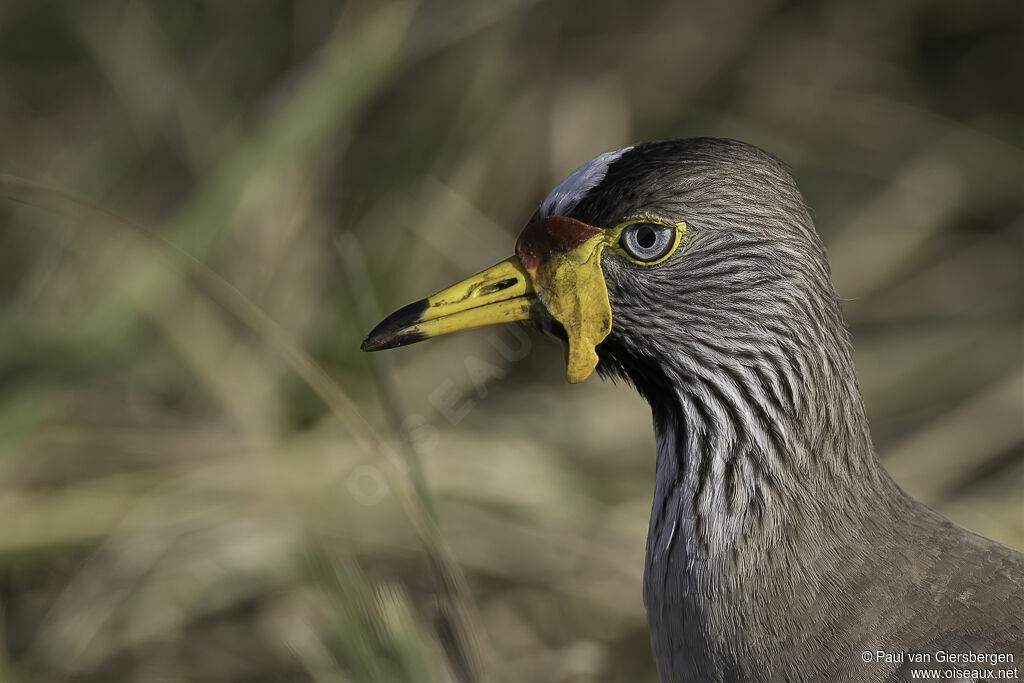 African Wattled Lapwingadult