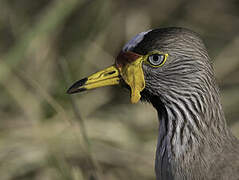 African Wattled Lapwing