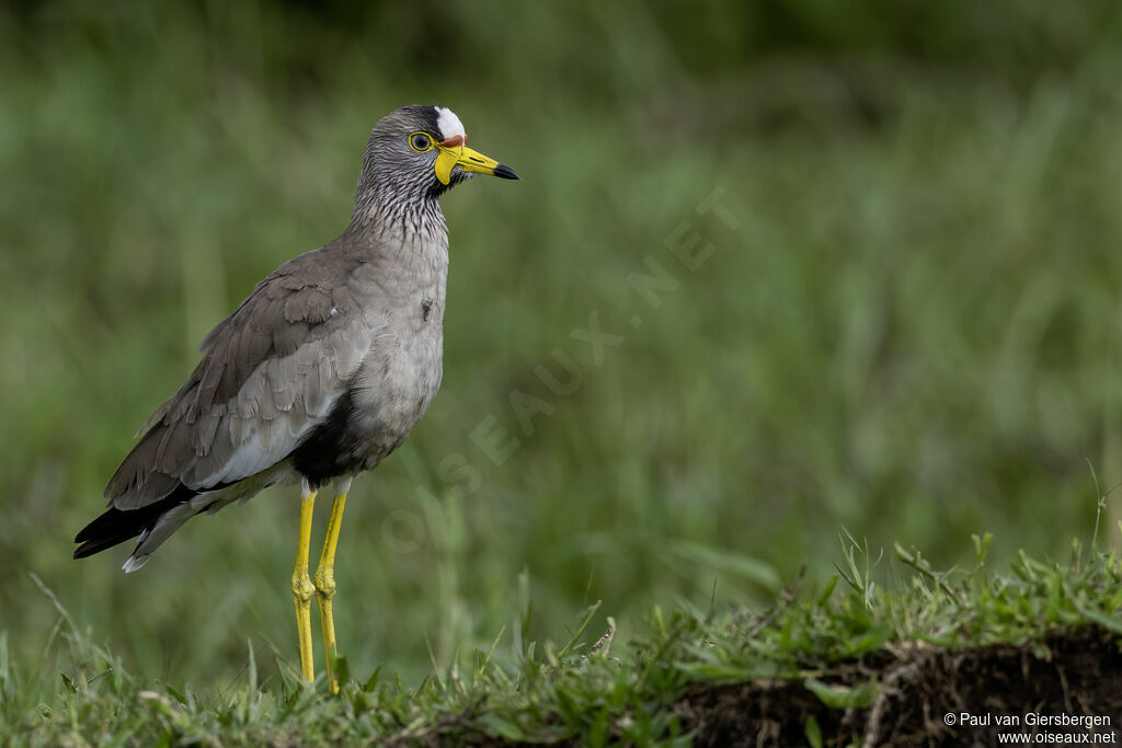 African Wattled Lapwingadult
