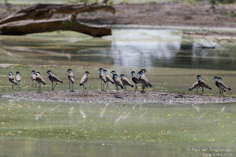 Spur-winged Lapwing