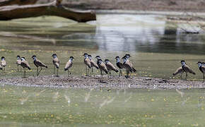 Spur-winged Lapwing