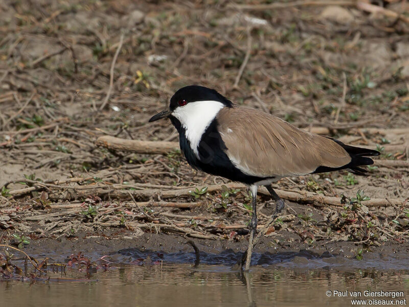 Spur-winged Lapwingadult