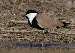 Spur-winged Lapwing