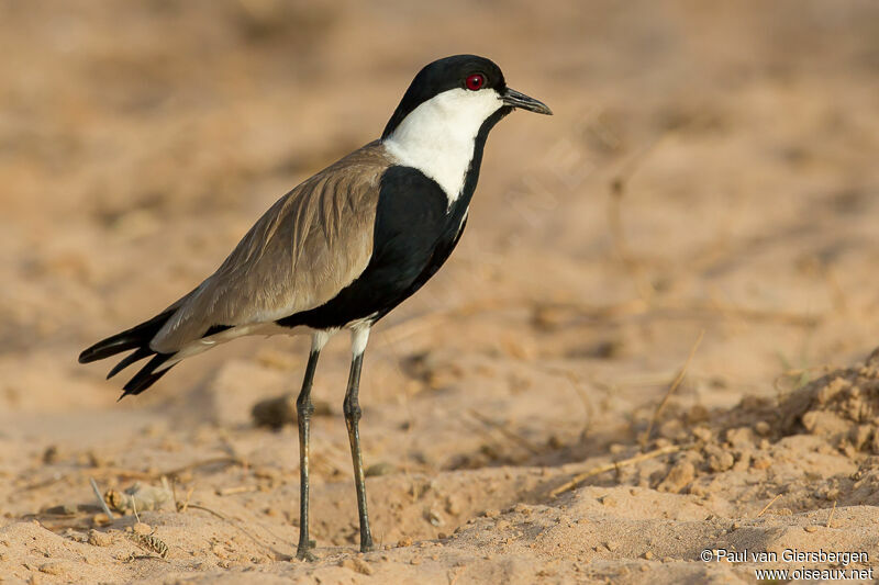 Spur-winged Lapwingadult