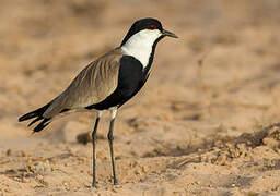 Spur-winged Lapwing