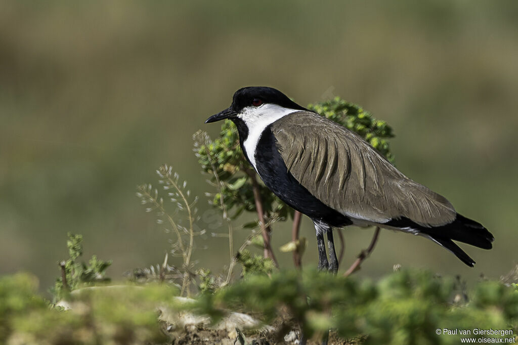 Spur-winged Lapwingadult