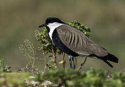 Spur-winged Lapwing