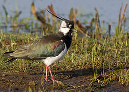 Northern Lapwing