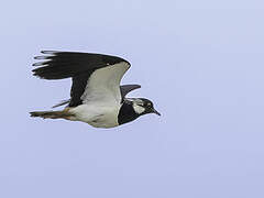 Northern Lapwing