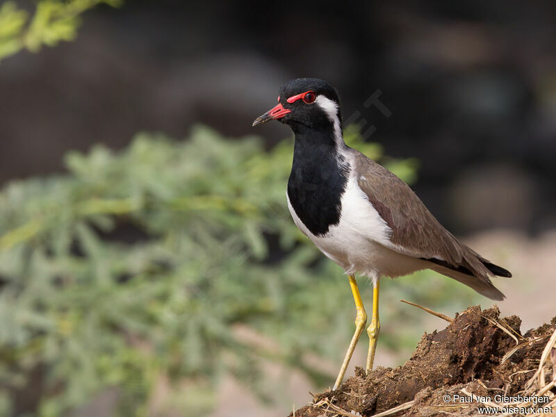 Red-wattled Lapwing