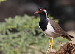 Red-wattled Lapwing