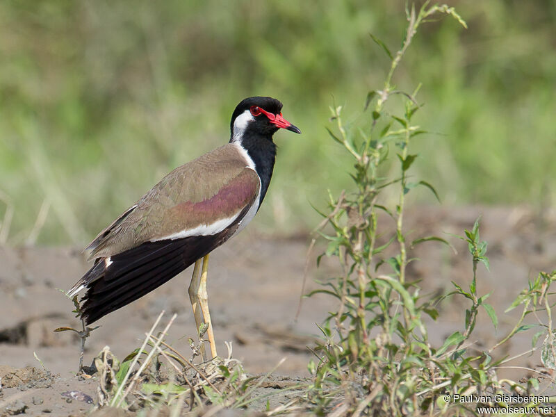 Red-wattled Lapwing