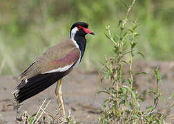 Red-wattled Lapwing