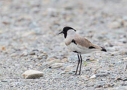 River Lapwing