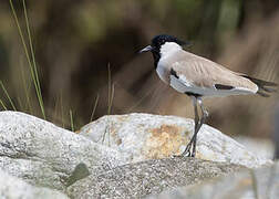 River Lapwing