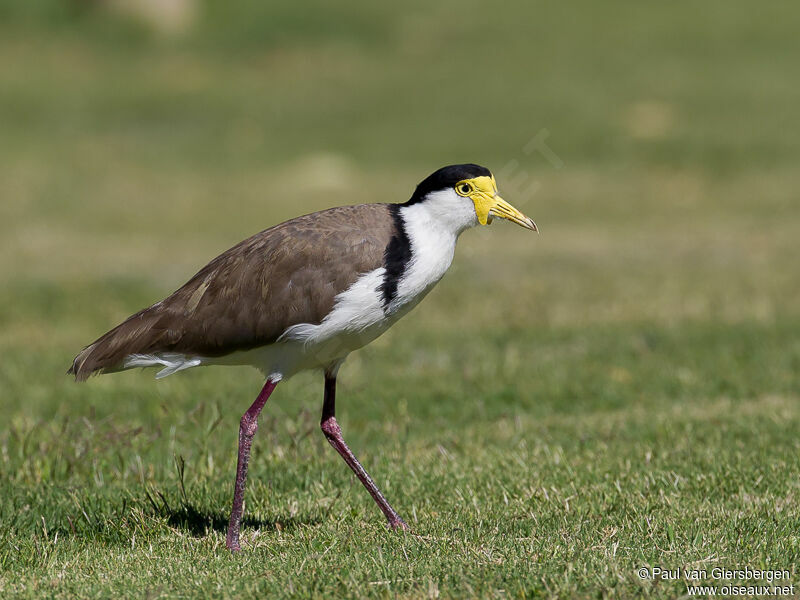 Masked Lapwing