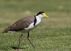 Masked Lapwing