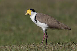 Masked Lapwing