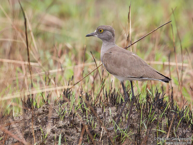 Senegal Lapwing