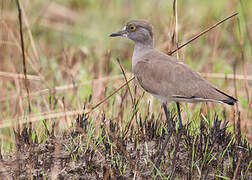 Senegal Lapwing