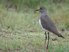 Senegal Lapwing