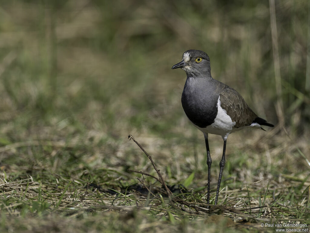 Senegal Lapwingadult